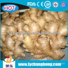 fresh ginger exporters/organic ginger fresh with export carton high quality